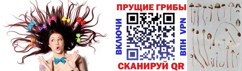 Купить закладки  Яранск  Псилоцибиновые грибы Magic Shrooms 